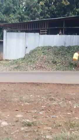 A person walks on a dirt road carrying a yellow bucket. The person is wearing a light-colored head covering, a yellow shirt, and brown shorts. To the left of the road is a large pile of green foliage and a structure with a corrugated metal roof. To the right of the road is a dry, dusty ground with scattered green vegetation and some plastic debris. The video appears to be shot outdoors during daylight.