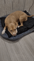 Pit bull relaxes around a home in Metsamor, Armenia