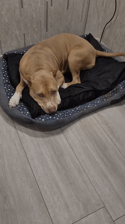 Pit bull relaxes around a home in Metsamor, Armenia