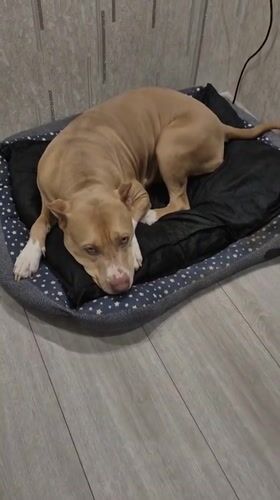 Pit bull relaxes around a home in Metsamor, Armenia