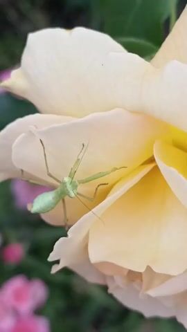 A light green praying mantis is perched on a pale yellow rose petal. The mantis is facing towards the viewer with its head tilted slightly to the left. Its front legs are raised and bent, in a characteristic praying mantis pose. The rose petal is soft and curved, with delicate veins visible. In the background, out of focus, are hints of other pink flowers and green foliage, suggesting a garden setting. The lighting is soft and natural, highlighting the textures of the rose and the mantis.
