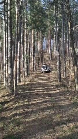 A white SUV is driving up a dirt road in a forest. The trees are tall and thin, and the road is lined with brown leaves and pine needles. The sky is visible at the top of the hill, and the sun is shining through the trees. The SUV is the only object moving in the scene.