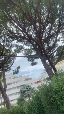 This video shows a view of a modern white building with multiple balconies and windows, viewed through the branches of large pine trees. Palm trees and lush green foliage with pink flowers are visible in front of the building. The sky is cloudy. The camera pans slightly to the right, offering a broader view of the building and its surroundings. No people or specific actions are depicted.