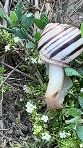 The video shows a close-up of a snail with a striped shell moving through low-lying green plants with small white flowers. The snail's body is light-colored and appears to be moist. Dew drops can be seen on the leaves of the plants, suggesting the video was filmed in the early morning or after rain. The background consists of dry grass and soil. The camera is focused on the snail and its immediate surroundings, capturing its slow movement.