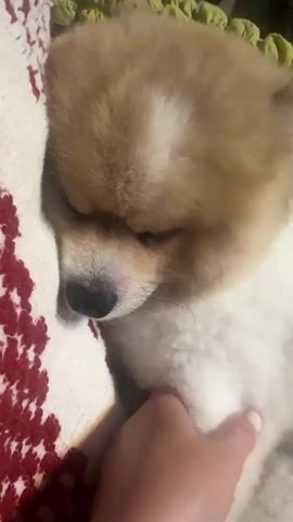 A close-up, horizontal video shows a light-colored Pomeranian dog, likely a puppy, sleeping soundly. The dog has tan fur on its head and back, with white fur on its chest and face. It's lying on a textured, white surface that appears to be a pillow or blanket with a red, intricate pattern along one edge. A human hand with light skin and short, manicured nails is gently stroking the dog's chest, suggesting a moment of comfort and affection. The background is softly blurred, showing hints of green, possibly indicating a home setting. The lighting is warm, and the overall mood is peaceful and intimate, conveying a sense of warmth and care. There is no visible text in the video.