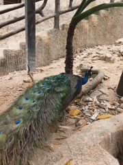 Early morning wildlife viewing at Chinese zoo captures diverse birds