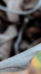 Striped millipede spotted crawling through Thong Sala pathway debris