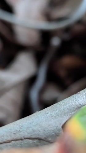 Striped millipede spotted crawling through Thong Sala pathway debris