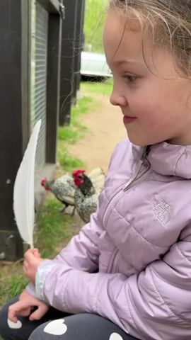 A young girl sits near a wire fence, holding a white feather in her hand, with two chickens behind the fence. The camera angle changes to a South American coati standing on its hind legs, trying to reach through the wire fence. The coati is tan and brown with a long snout and a black tail. The environment appears to be a zoo or wildlife park.
