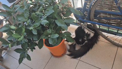 Lazy summer morning with Taranto's cats at home