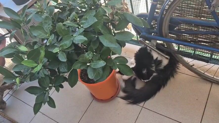 Lazy summer morning with Taranto's cats at home