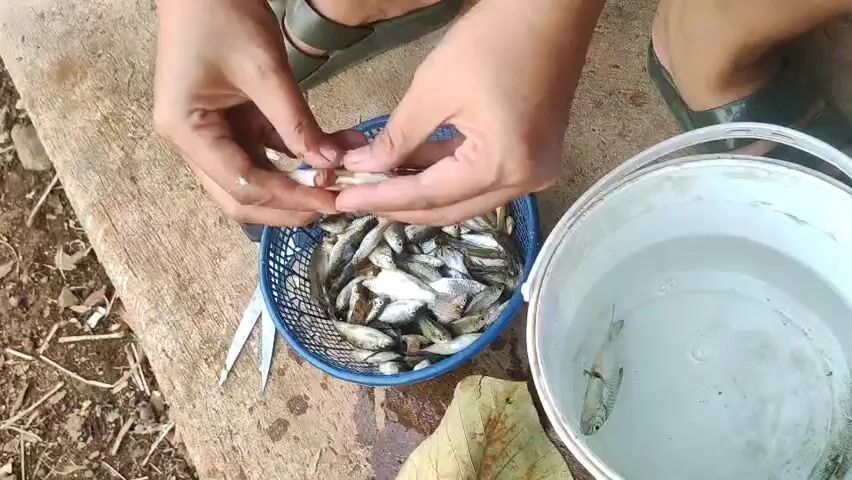 A pair of hands is preparing small fish. The hands hold a small, silver-colored fish and appear to be removing its internal organs or scales. The fish are in a blue plastic basket. To the right, a white bucket contains clear water and another fish is visible in the water. The scene is outdoors, with a wooden surface and dirt visible in the background. A pair of scissors is also on the wooden surface.