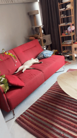 Cat napping on a red sofa, gym selfie in Choeng Thale