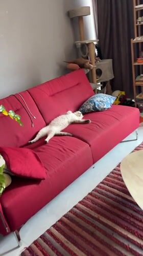 Cat napping on a red sofa, gym selfie in Choeng Thale
