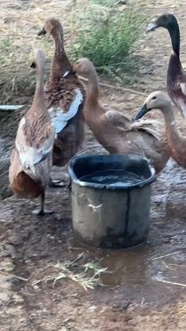 A group of Indian Runner ducks are gathered around a bucket of water. The ducks are a mix of brown and white, with long necks and upright bodies. They are standing on muddy ground, and some are dipping their heads into the water. The video is shot from a low angle, and the background is blurred. The ducks appear to be in a rural setting, possibly a farm or backyard.