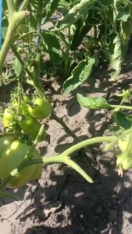 The video shows a close-up view of a tomato plant in an outdoor garden. The plant has green leaves and several clusters of unripe green tomatoes. The ground beneath the plant appears to be dry, cracked soil. The lighting suggests it is daytime. The camera is positioned at a low angle, looking up at the plant.