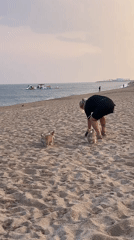 Two corgis, gelato, and a beach sunset in Canet de Mar