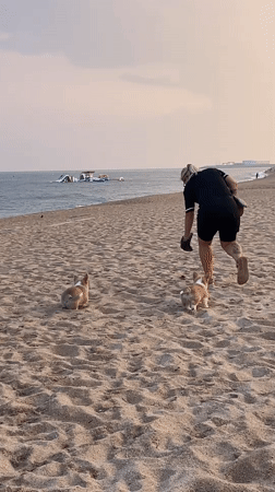 Two corgis, gelato, and a beach sunset in Canet de Mar