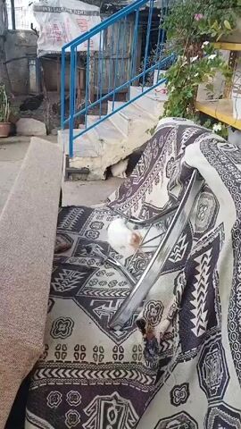 The video shows a cluttered outdoor area with a few cats. In the foreground, there's a sofa partially covered with a patterned blanket.  A metal chair frame sits on top of the blanket.  A white and orange kitten stands on the sofa cushion.  Behind the sofa, there are concrete stairs with a blue metal railing leading to an upper level. A white cat is visible under the stairs. In the background, there's a wire mesh enclosure and some vegetation. The overall scene is somewhat disorganized.