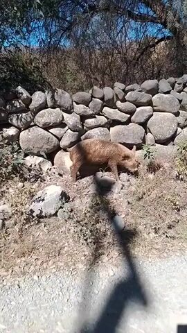 The video shows a brown, hairy piglet walking along a dirt road next to a rock wall. The piglet is followed by another piglet, further in the distance. The sky is blue, and the scene appears to be a rural area with trees and vegetation visible in the background. The camera follows the piglet as it moves along the road.