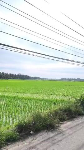 The camera is mounted inside a vehicle moving alongside a road, providing a view of a lush green rice field. Overhead, a network of power lines stretches across the sky, partially obscuring the pale, cloudy sky. The road appears to be paved and runs parallel to the rice field, with a small strip of grassy vegetation separating the two. As the vehicle moves, various trees and bushes appear, including a young coconut palm. Wooden utility poles are intermittently visible along the roadside, further supporting the power lines. The overall impression is of a rural, agricultural landscape under a slightly overcast sky.