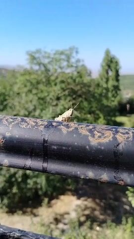 A grasshopper sits on a black metal railing. The railing has rust and dirt on it. In the background, there are green trees and a blue sky. The video is short and doesn't show much movement.