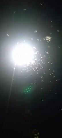A streetlight illuminates a swarm of insects at night. The light is bright and white, casting a glow on the dark sky. The insects are small and numerous, appearing as tiny specks of light as they fly around the lamp. Some are closer to the light, appearing larger and more distinct, while others are further away, almost indistinguishable from the darkness. A faint green light is visible below the streetlight, possibly from another light source. Trees and foliage are visible in the foreground and background, silhouetted against the night sky. The overall impression is one of natural activity under artificial light.