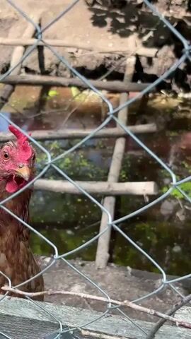 A brown chicken with a red comb is partially visible behind a chain-link fence in daylight. The chicken faces left, with its eye visible and beak slightly open. The background is blurred, showing what appears to be a muddy area with some wooden structures and green foliage. The fence is in the foreground, obscuring a portion of the chicken and the background.