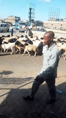 Livestock herds move through busy Nairobi streets