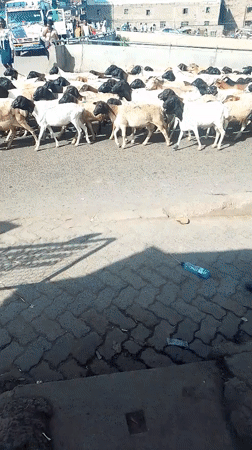 Livestock herds move through busy Nairobi streets