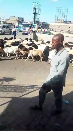 Livestock herds move through busy Nairobi streets