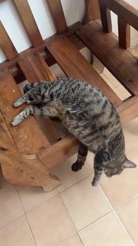 A grey tabby cat is standing on a tiled floor next to a wooden furniture piece. The cat is facing away from the camera and appears to be looking up at a wall. The wall has some visible water damage or discoloration. The cat's tail is held high with dark rings.
