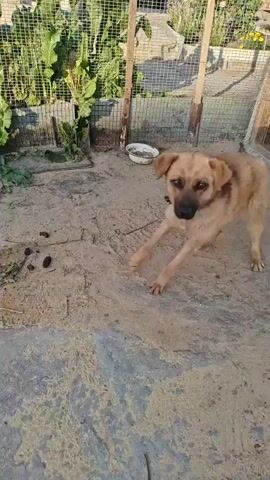A medium-sized, light brown dog is seen in an outdoor enclosure with a dirt and concrete floor. The dog is on a leash, which is attached to a post. There is a doghouse in the background, as well as a fence, a bowl, and some plants. The dog appears to be looking around the enclosure.