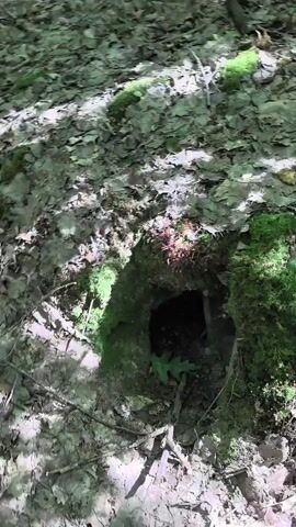 The video shows a close-up view of a hole in the ground, likely an animal burrow, surrounded by leaves and moss. The entrance to the hole is dark, with some debris and dry leaves visible inside. A green leaf is positioned in front of the opening. The surrounding area appears to be a wooded environment, with dappled sunlight filtering through the trees.