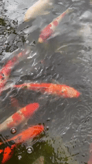 Dogs explore café grounds with koi ponds in Đà Lạt