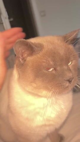 A close-up shot shows a person's hand briefly petting a Siamese cat. The cat is mostly white with brownish-gray coloring on its head and ears. Its eyes are closed or nearly closed. The cat makes a quiet "meow" sound. The background is blurred, but it appears to be a room with a gray headboard and a red blanket visible.