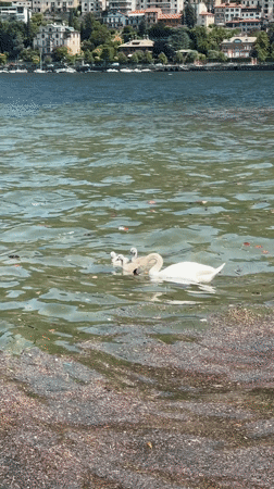 Peaceful morning scenes captured around Lake Como's waterfront and marina