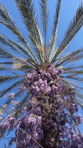 The video shows a palm tree with purple wisteria flowers blooming on its trunk, against a clear blue sky. The camera pans up from the base of the tree to the top, then further to a building facade with more wisteria growing on it. The focus is on the contrast between the tree and the flowers, and the bright sky in the background.