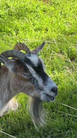 A close-up video shows a goat resting in a grassy field. The goat's eyes are partially closed, and its mouth is open as if it is chewing or breathing. The goat has a long, gray beard and short, curved horns. The background is a blur of green grass, suggesting the goat is in a natural outdoor environment. The lighting indicates it is daytime.