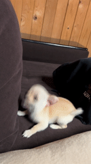 Man watches Chihuahua puppy on couch in Bulgarian village