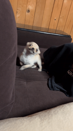 Man watches Chihuahua puppy on couch in Bulgarian village