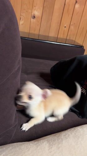 Man watches Chihuahua puppy on couch in Bulgarian village