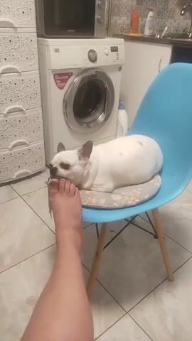 A white French bulldog is lying on a blue chair with its head resting on a person's foot. The dog appears to be sniffing or licking the foot. The scene takes place in what looks like a kitchen or laundry area, with a washing machine and cabinets visible in the background. The floor is tiled.