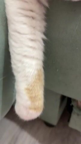 A cat's paw is visible at the beginning of the video, then the camera pans up to show the cat's face. The cat has white and orange fur. The cat's eyes are green. The cat is lying on a couch. The cat blinks several times. The cat's mouth is slightly open. The cat appears to be looking at the camera. The background is blurry.