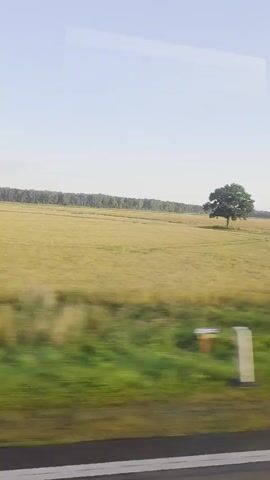 This is a wide shot of a rural landscape taken from a moving vehicle. A vast, green and yellow field stretches across the frame, with a line of trees forming the horizon. A single, large tree stands alone in the middle of the field. The bottom of the frame shows a blur of green, suggesting the vehicle is moving along a road bordered by vegetation. The sky is clear and light blue.