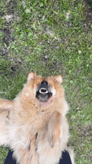 Chow Chow lounges and gets pets in a Kempelevo backyard