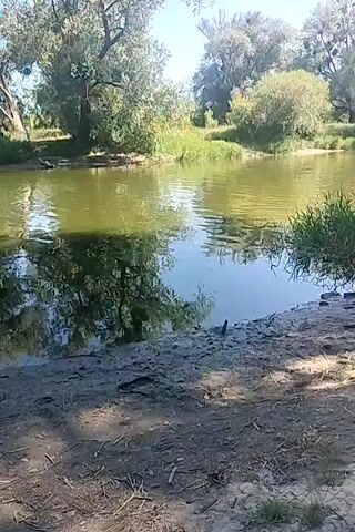 A video shows a calm riverbank with trees and vegetation. The water is a murky green and reflects the surrounding trees. The bank is muddy and covered in leaves and twigs. A small bird can be seen wading in the shallow water near the bank. The sun is shining, casting dappled shadows on the ground. The scene appears to be a peaceful natural setting.