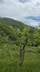 Spring blooms documented across rural Georgia hillsides and gardens