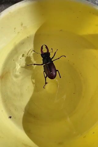 This media file is a close-up video of a stag beetle submerged in a yellow liquid, likely water in a container. The beetle is dark brown and has prominent mandibles, or "horns." Its legs are spread out, suggesting it may be struggling or has been captured. The yellow liquid is murky with some small particles and debris visible. The lighting suggests it is daytime, as there is strong illumination casting shadows. The background is out of focus, but appears to be the inside of a plastic container, possibly a bucket or tub. The scene is likely set outdoors or in an area with natural light. The video is short, showing the beetle moving slightly in the liquid. There is no visible text in the media file. The location context provided is Velykodolynske, Ukraine, but this is not directly evident from the visual content. The overall impression is one of observation of an insect in distress.