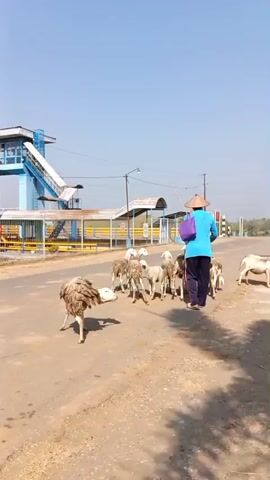 A person wearing a conical hat, blue shirt, and dark pants walks with a herd of sheep on a paved road. The person uses a stick to guide the sheep. Another person, wearing an orange head covering and a blue and purple garment, follows behind the first person and the sheep, also holding a stick. In the background, there is a blue and white structure with stairs, a fence, and trees. The sky is clear and blue. The ground is dusty.